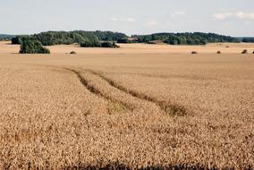 Wheat Summer Sweden