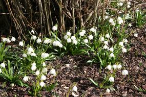 snowdrops earth garden beautiful