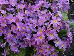 Primrose Purple Flowers
