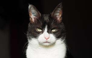 Portrait of the cute and beautiful, white and black cat at black background