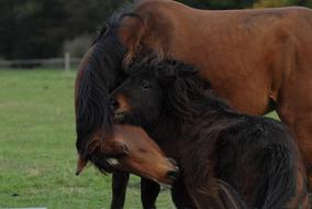 horses brown green look