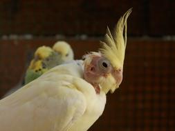 Cockatiel Corrugated Parakeets