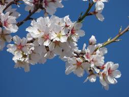 Almond Flower Tree Flowery