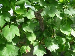 Age Ivy Climber