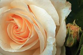 orange blossom on the stem