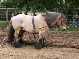 Plowhorse Horse Work agriculture