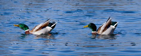 Animals Ducks Water Bird