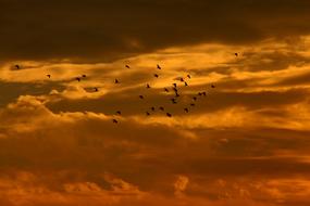 birds flying on Sunset Sky