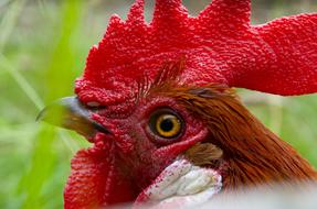 Hahn Gockel Poultry red head