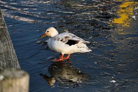 Duck Mirroring at Winter