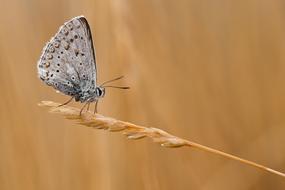 Beautiful and colorful, patterned butterfly on the yellow grass, at blurred background