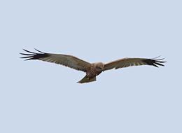 Fauna Birds Falco