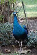 peacock with blue feathers in the zoo