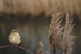 rush bird