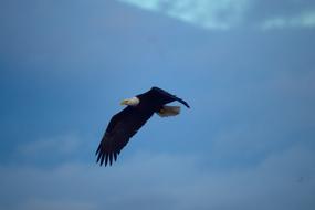 Eagle Bird blue sky