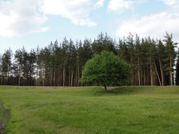 Lawn Pine