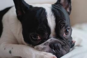 Portrait of the cute and beautiful, black and white, laying French Bulldog dog