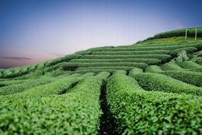 Moc Chau Tea Hills