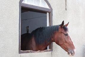 The Horse Head Of A