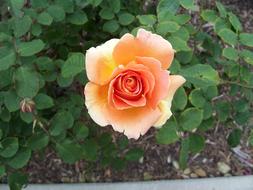 Peach Rose