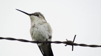 hummingbird Animal