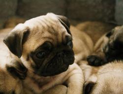 Pug, beige Puppy dog