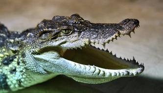 Head Alligator with a open mouth close-up
