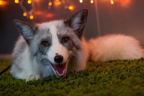 Fox Beasts Animals