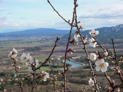 Almond Tree Luberon