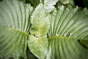 Fern Macro Photography