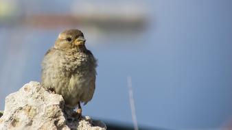 cute charming Sparrow Bird Nature