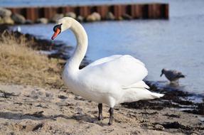 elegant white swan on the sand on the shore