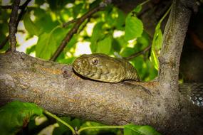 Snake Snakehead