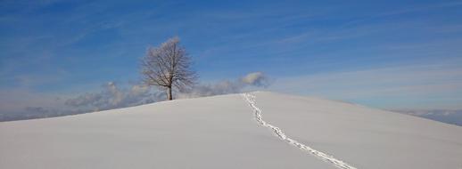 Winter Tree Snow