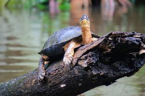 Turtle River