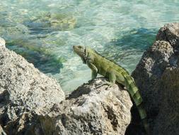 Iguana Guadeloupe