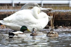 Animal Duck Waterfowl Wild