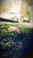 big Slugs on moss on a blurred background