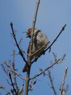 sparrow on a tree on a sunny day