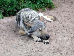 Wolf Gray Canis Lupus