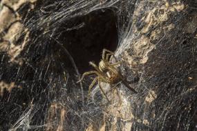 Close-up of the yellow spider on cobweb at hole in ground in Ukraine
