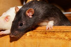Rat Curious Cute