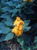 It Leaves Flowers Sagkrni