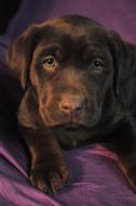 Puppy Labrador
