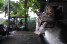 Profile portrait of the cute, colorful and beautiful cat, near the green plants