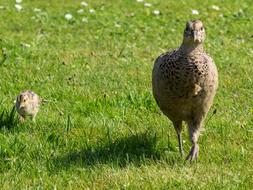 Pheasant Chicks green grass