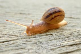 Snail Shell Close Up