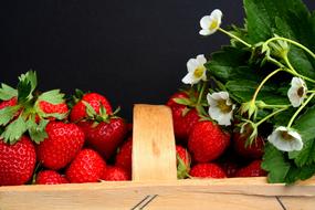 Strawberries Harvest Time Field