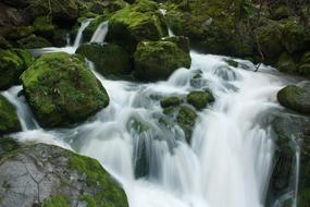 Waterfall Milk Watter Moss Long