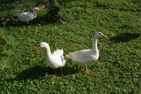 Geese Poland Village